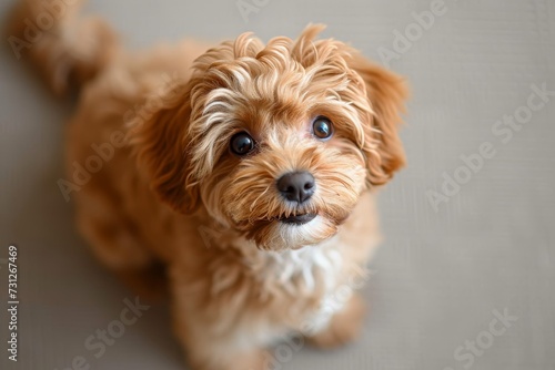 A curious yorkipoo gazes up at the camera, showcasing the beloved traits of a playful and affectionate poodle crossbreed
