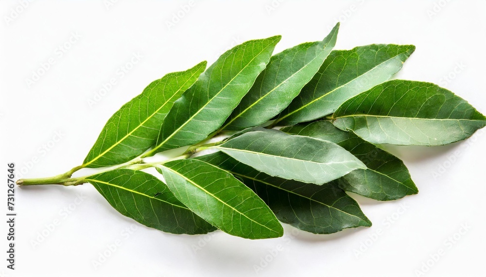 fresh curry leaves isolated on the white background top view