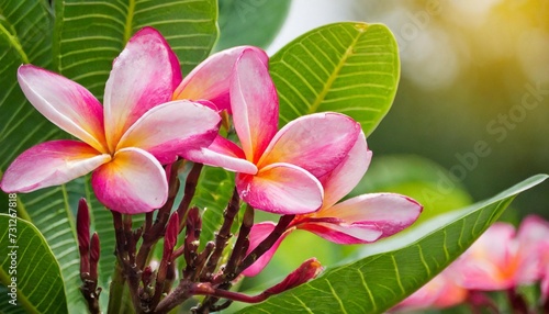 pink plumeria flowers