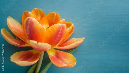 one orange spring tulip and place for text for mother or woman s day on a blue background