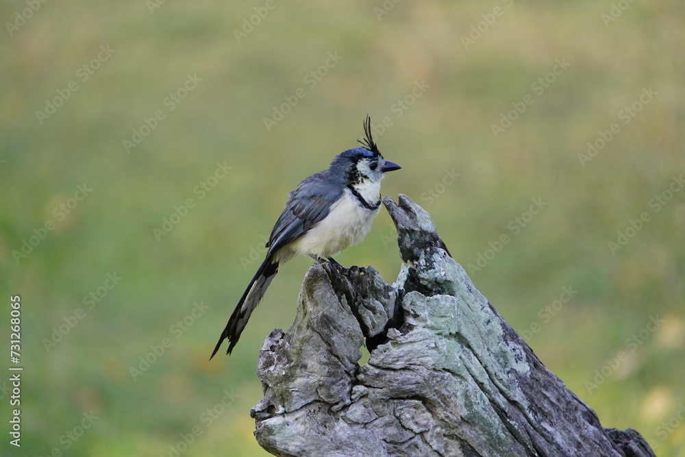 Obraz premium The white-throated magpie-jay (Calocitta formosa) is a large Central American species of magpie-jay. Costa Rica.