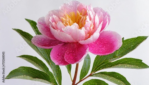 one double flower with water droplets stem and leaves of a a pink peony paeonia lactiflora against a white background photo