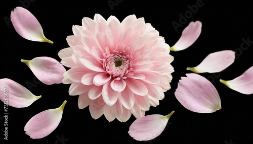 isolated of falling pastel pink flowers and flying petals on transparent background