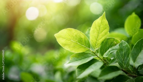 close up of nature view green leaf on blurred greenery background under sunlight with bokeh and copy space using as background natural plants landscape ecology wallpaper concept