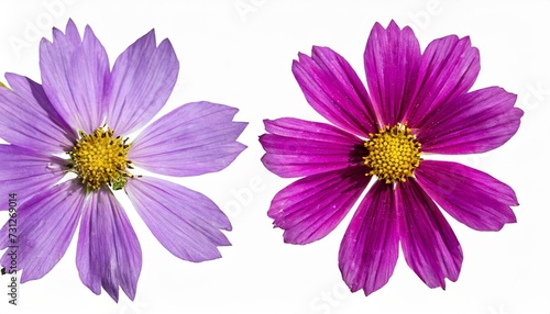 botanical collection wild meadow flower consolida ajacis purple isolated on a white background photo