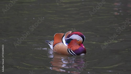 Wallpaper Mural mandarin duck swimming in water Torontodigital.ca