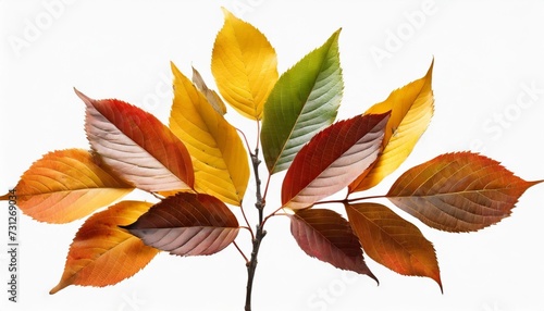 autumn twig with colorful leaves in a seasonal arrangement isolated on white or transparent background