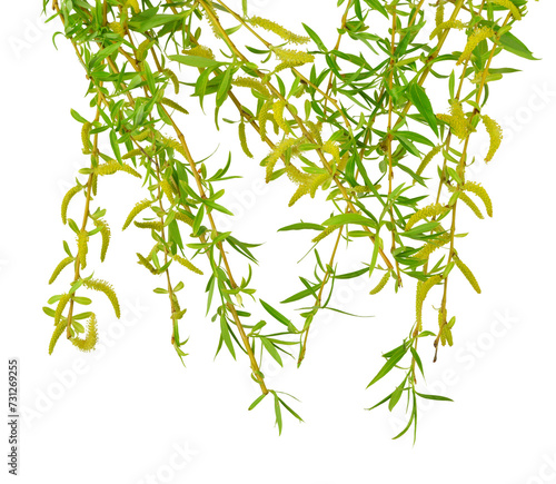 Young foliage and flowers of willow. transparent   png. Spring. nature. Flowering  branches willow.