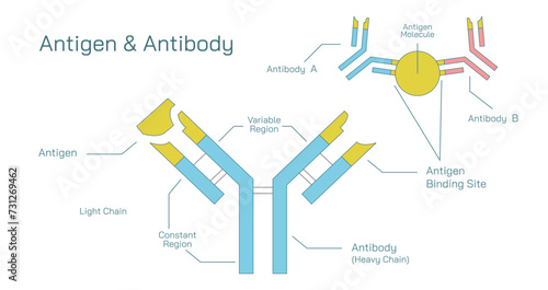 Antibodies are produced by the immune system in response to antigens vector illustration. Complementary binding sites on the Ab and on the Ag molecules. The differences between antigen and antibody.