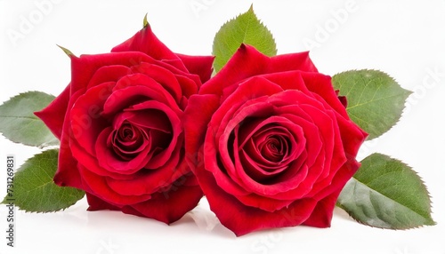 two red rose flowers isolated with leaves on white background cutout