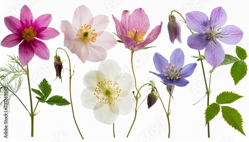 set collection of romantic pressed wildflowers in soft pastel colors isolated over a transparent background bellflowers columbines wild roses meadow foam flower floral design elements