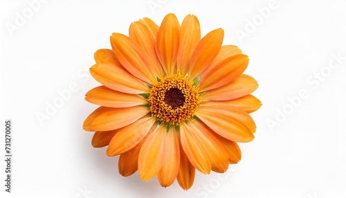 top view of single orange flower isolated on white background
