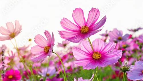 cosmos of pink flowers on white background © Ashley