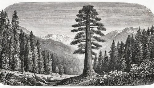 giant redwood sequoiadendron giganteum antique illustration from brockhaus konversations lexikon 1908 photo
