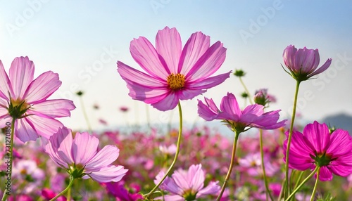 cosmos of pink flowers on white background