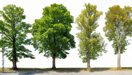 set of large trees sycamore platanus trees isolated png in sunny daylight on a transparent background perfectly cutout photo