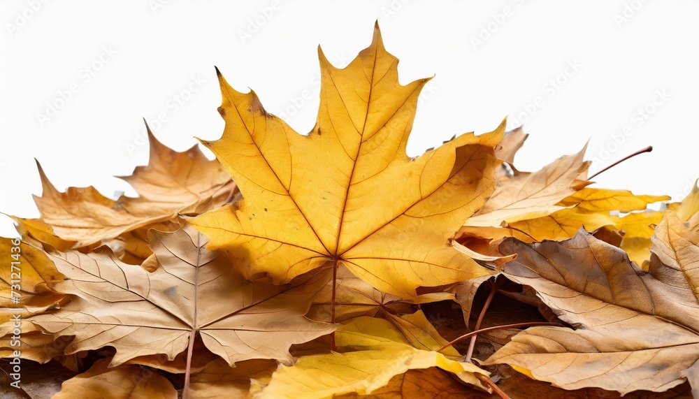 heap of dry yellow brown maple fallen leaves isolated transparent png autumn season