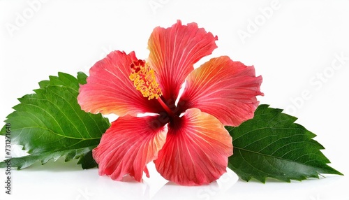 hibiscus blossom isolated on a white background © Ashley