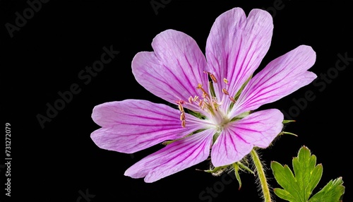 wood cranesbill or geranium sylvaticum pink flower isolated on transparent background photo