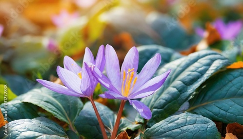 purple flowers of a colchicum among figured leaves brunnera bright blossoming of autumn day photo