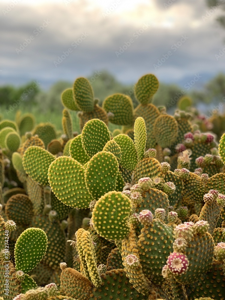 cactus in the desert cactus in the desert