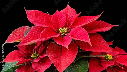 poinsettia christmas star flower plant isolated on black close up euphorbia pulcherrima or nochebuena christmas star flower border design