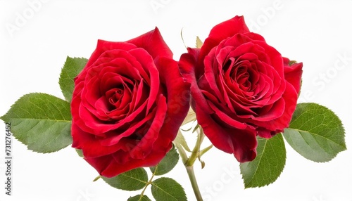 two red rose flowers isolated with leaves on white background cutout