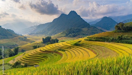 ripe rice fields in laos cai vietnam