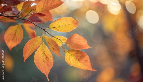 autumn yellow and orange leaves close up against bokeh background fall bright background
