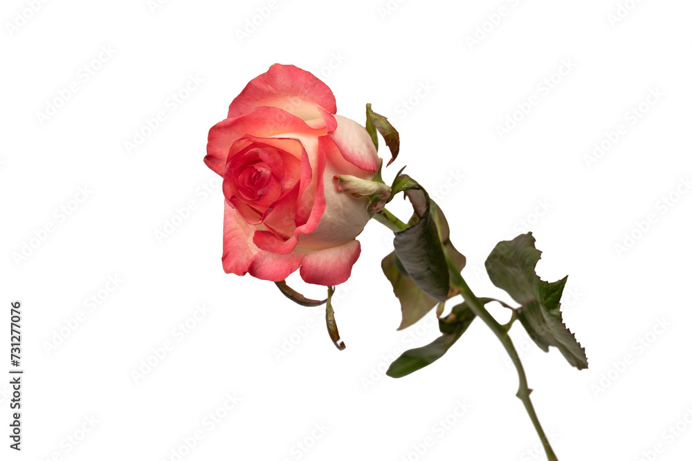 Pink and white beautiful rose isolated on a white background. Pink and white beautiful rose isolated on a white background.