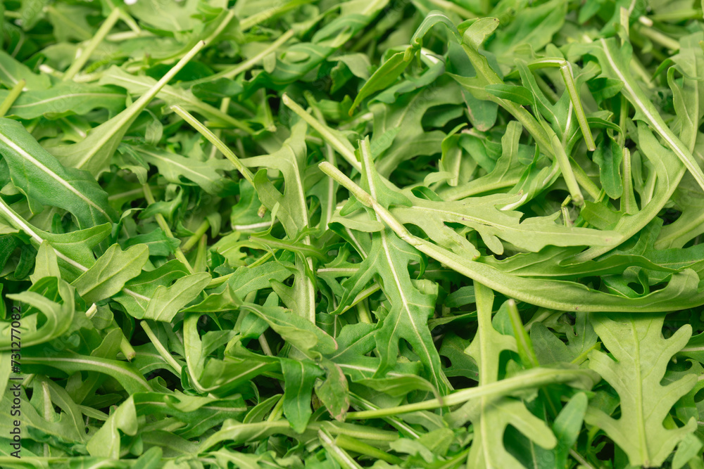 Fresh leaves of arugula as a background. Fresh leaves of arugula as a background.