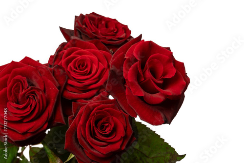 A bouquet of beautiful red roses isolated on a white background.