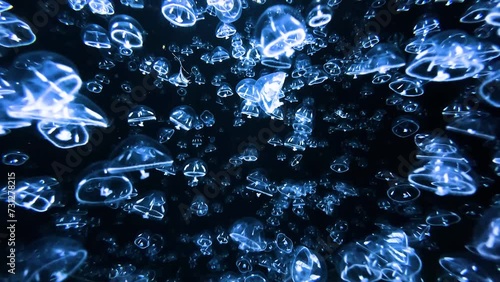 Umbrella jellyfish4K