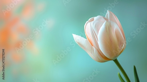 A single tulip against a soft pastel background, symbolizing the gentle arrival of spring