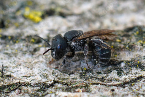 Closeup on the dark black colored female of the Blue mason bee, Osmia caerulescens sitting on wood © Henk