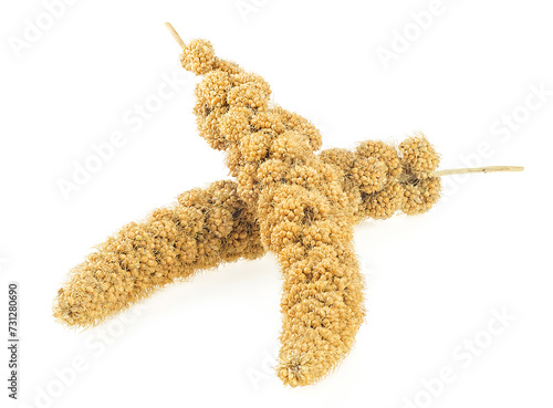 Twigs of Senegal millet isolated on a white background. Bird seeds, millet sticks.