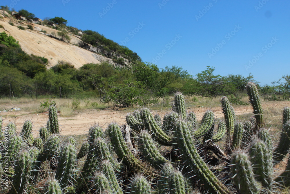 cactos no Serrote do Urubu, em Petrolina, Pernambuco, vegetação da ...