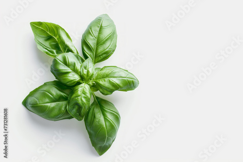 Green basil. White background, top view. Space for text.