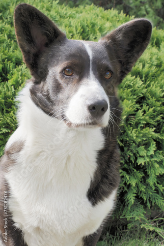 Cute purebred dog. Welsh corgi Pembroke. Portrait. Animal themes