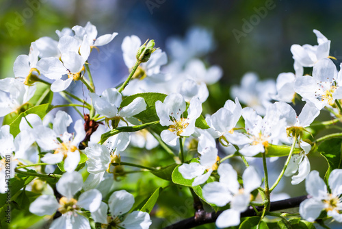 Apple tree flowers in spring garden. Macro photo