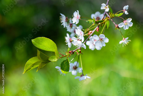 Cherry tree in bloom, branch with white flowers, macro photo