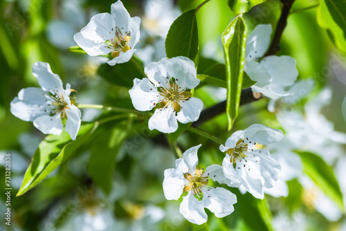 Apple tree in bloom, branch with white flowers on a sunny summer day. Macro photo