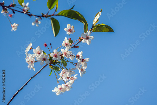 Cherry blossom, white flowers are on branches under blue sky on a sunny day