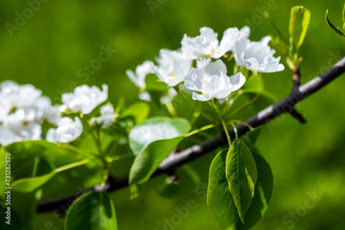 Apple tree branch with white flowers on a sunny summer day. Macro photo