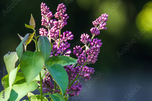 Lilac flowers on blurred natural background, macro photo with selective soft focus