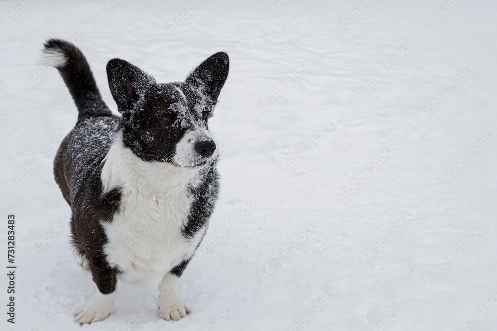 Dog. Welsh corgi Pembroke. A thoroughbred dog in the snow. Pet. Copy space