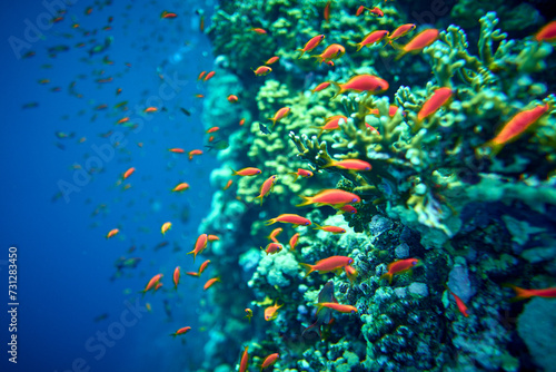 Fototapeta Naklejka Na Ścianę i Meble -  The beauty of the underwater world - Pseudanthias squamipinnis – Sea goldies or Goldfish - beautiful, amazing wealth of underwater life - large and small fish - scuba diving in the Red Sea, Egypt