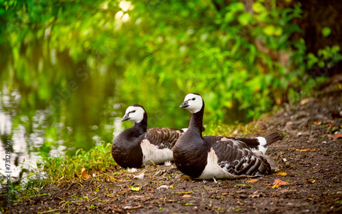 pair of white-cheeked geese rests by a still lake