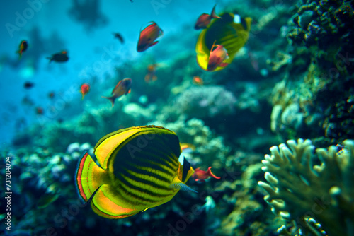 The beauty of the underwater world - The yellow tang (Zebrasoma flavescens), also known as the lemon sailfin, yellow sailfin tang or somber surgeonfish - scuba diving in the Red Sea, Egypt photo