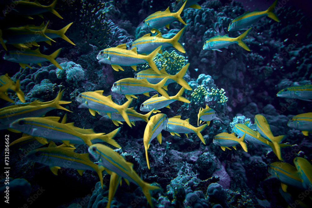 The beauty of the underwater world - big school of fish - The goatfishes - fish of the family Mullidae, the only family in the order Mulliformes - scuba diving in the Red Sea, Egypt